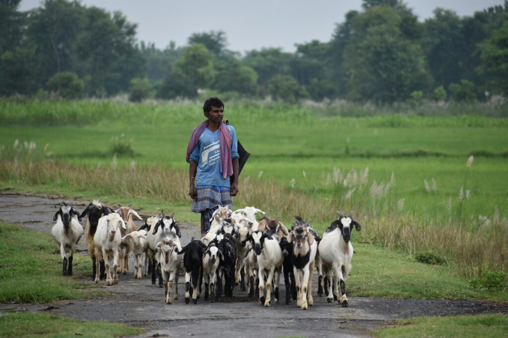 Man in Bihar walking with white and black goats on green grass field during daytime